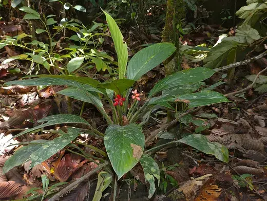 Aglaonema – foto