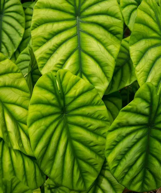 Alocasia – foto