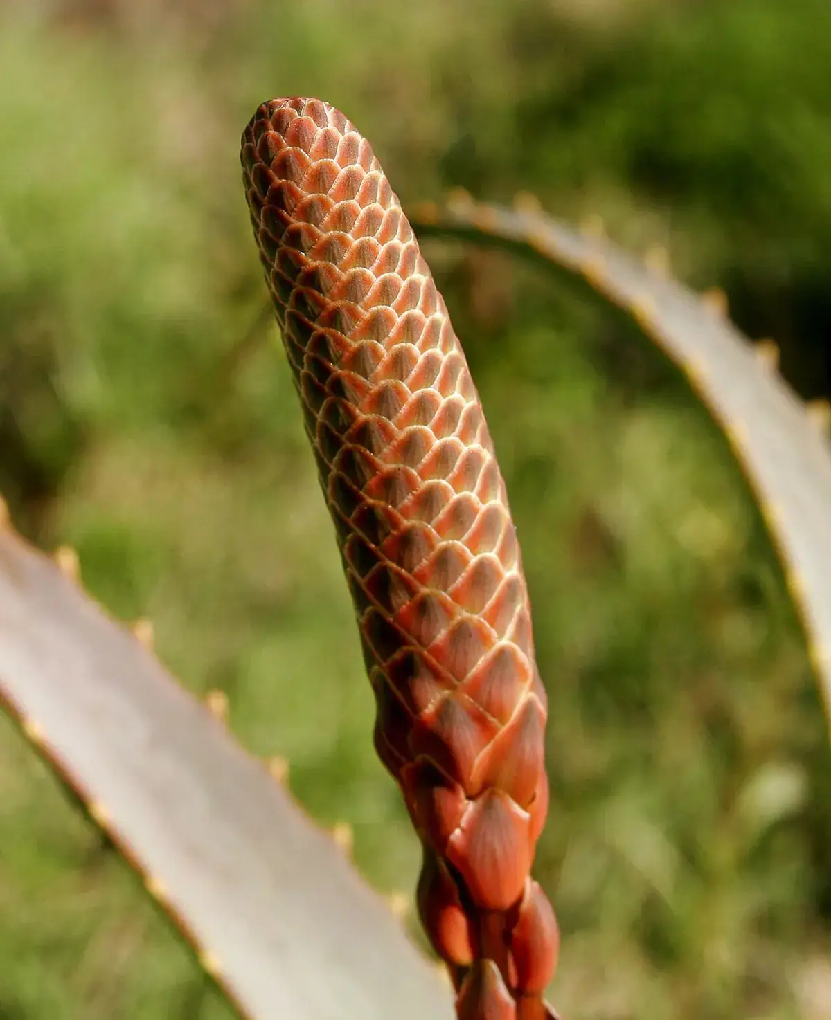 Aloë vera – foto