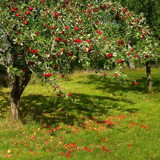 Appelboom – foto