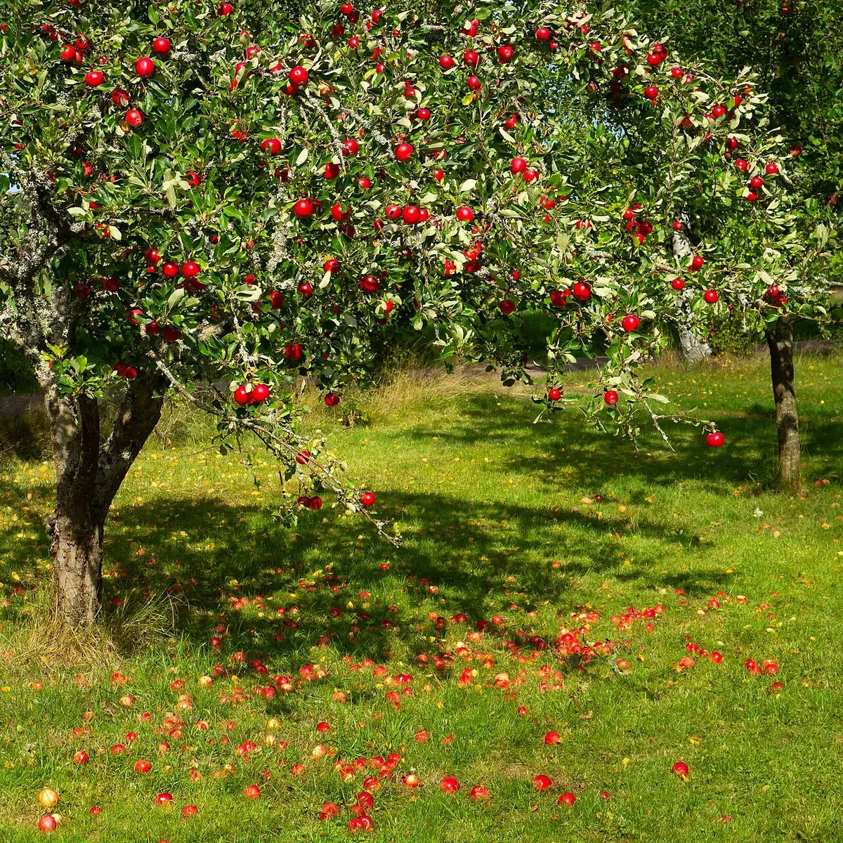 Appelboom – foto