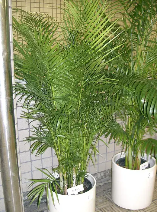 Areca palm – foto