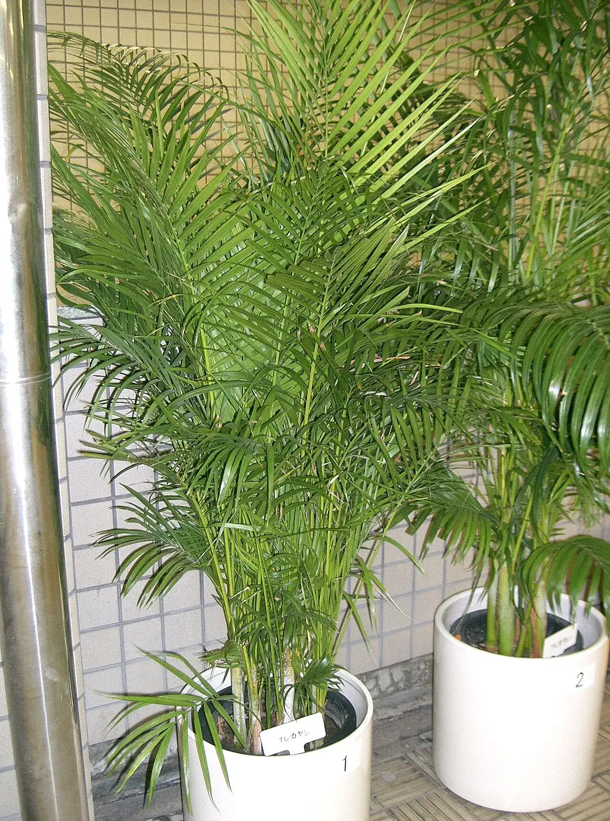 Areca palm – foto