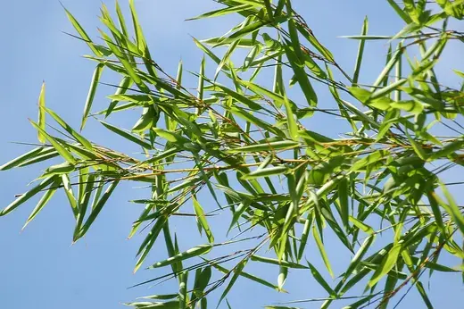 Niet-woekerende bamboe – foto