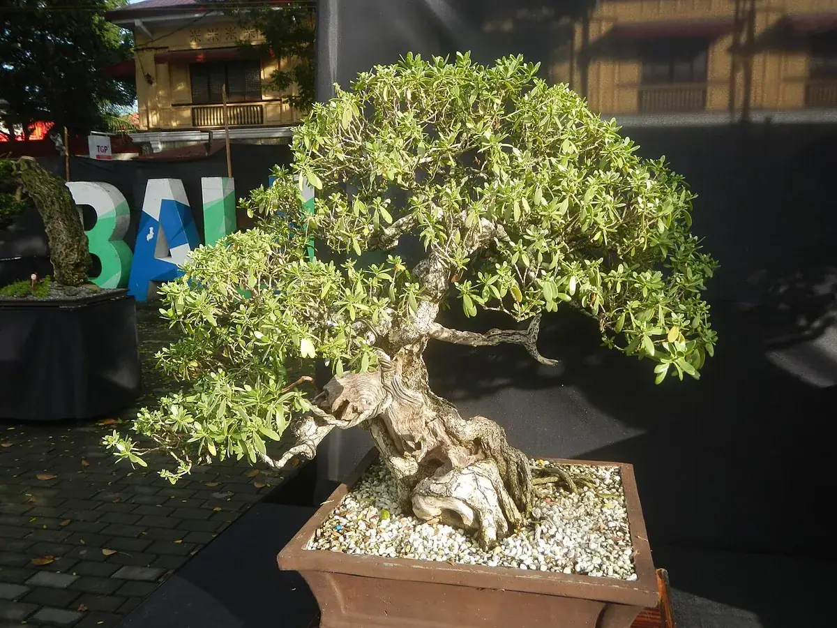 Bonsai