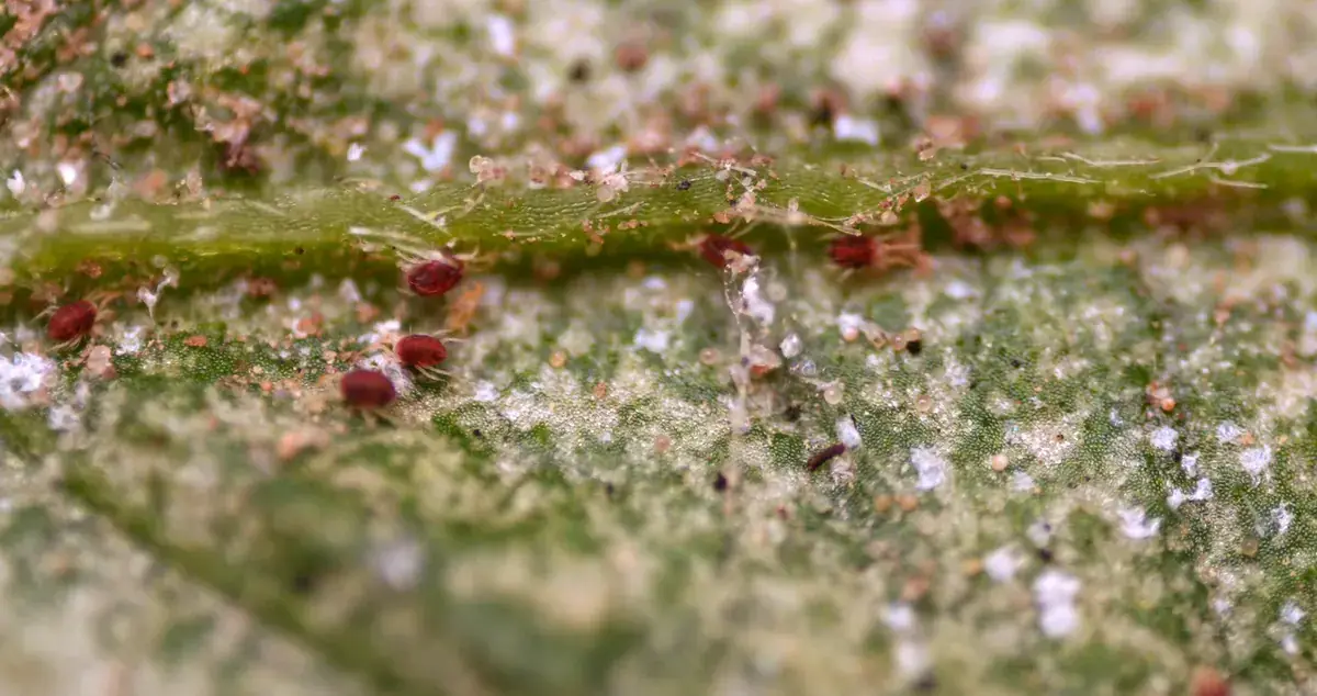 Plantgezondheid