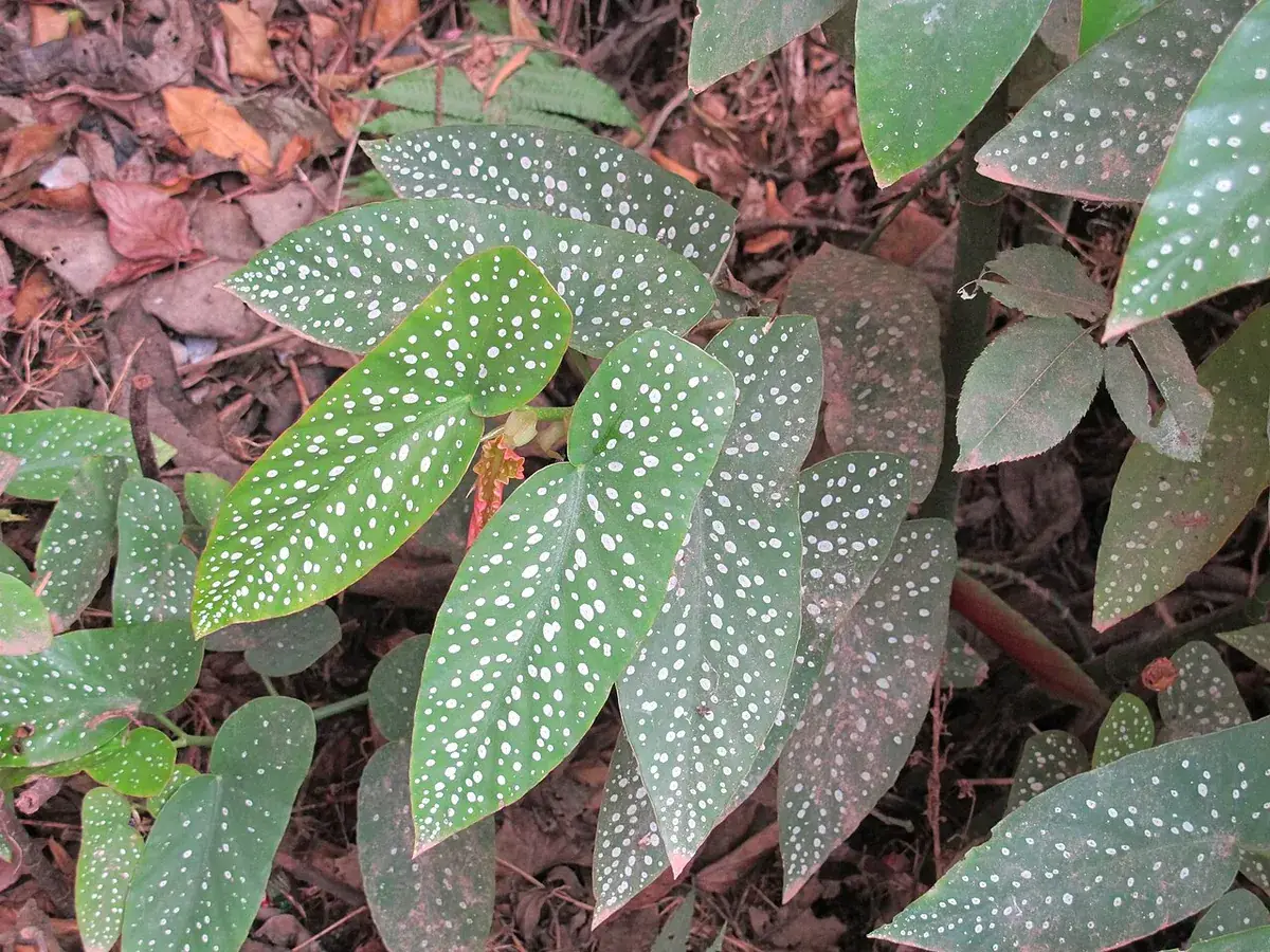 Begonia maculata – foto
