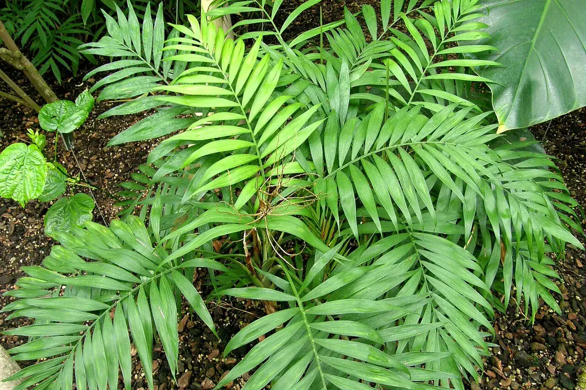 Bergpalm – foto