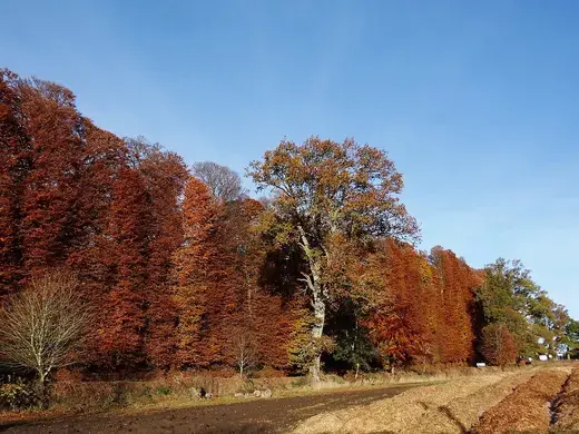 Beuk – foto
