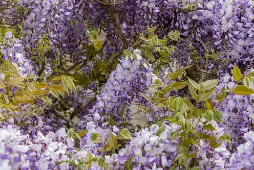 Blauwe regen – foto