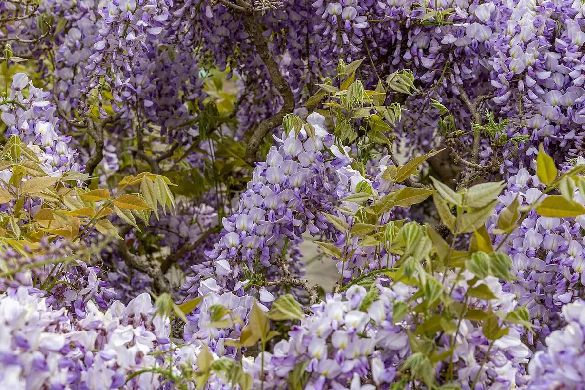 Blauwe regen – foto