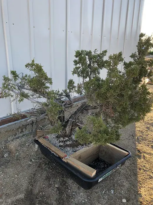 Beginnen met bonsai