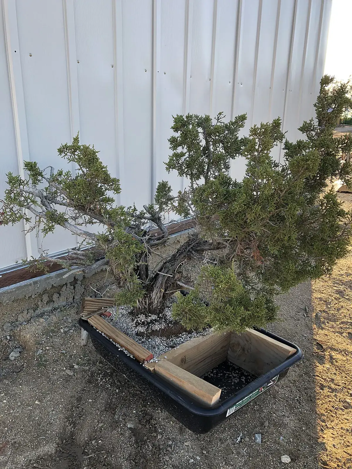 Beginnen met bonsai