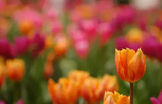 Bloembollen planten