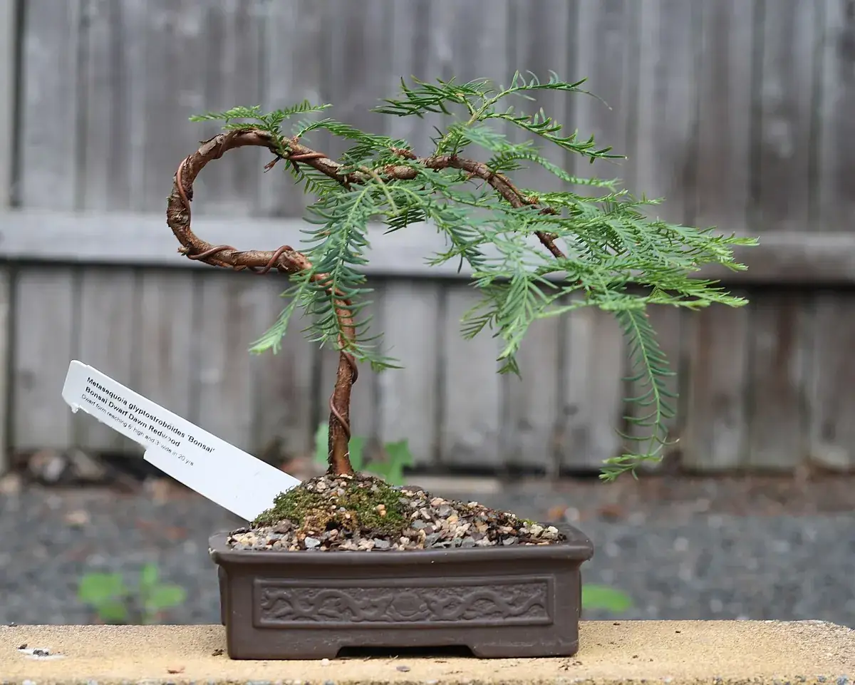 Bonsai snoeien en draad zetten