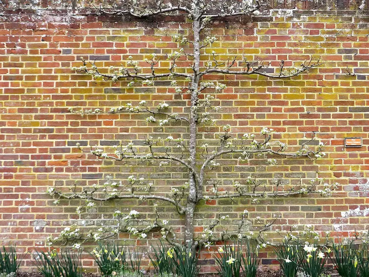 Fruitbomen in een kleine tuin