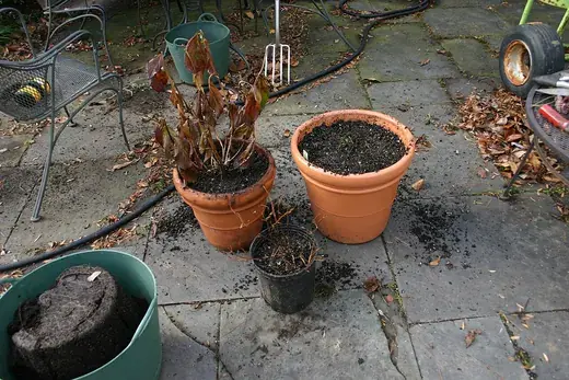 Kamerplanten verpotten