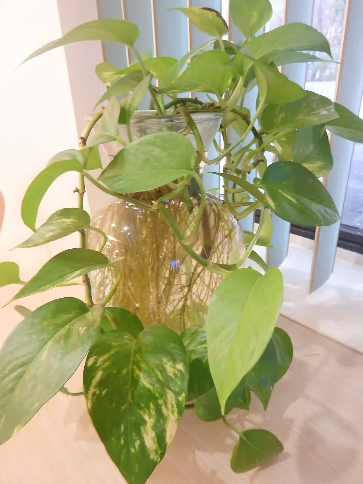 Kamerplanten water geven