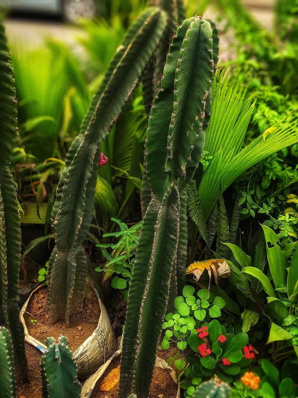 Planten cadeau doen