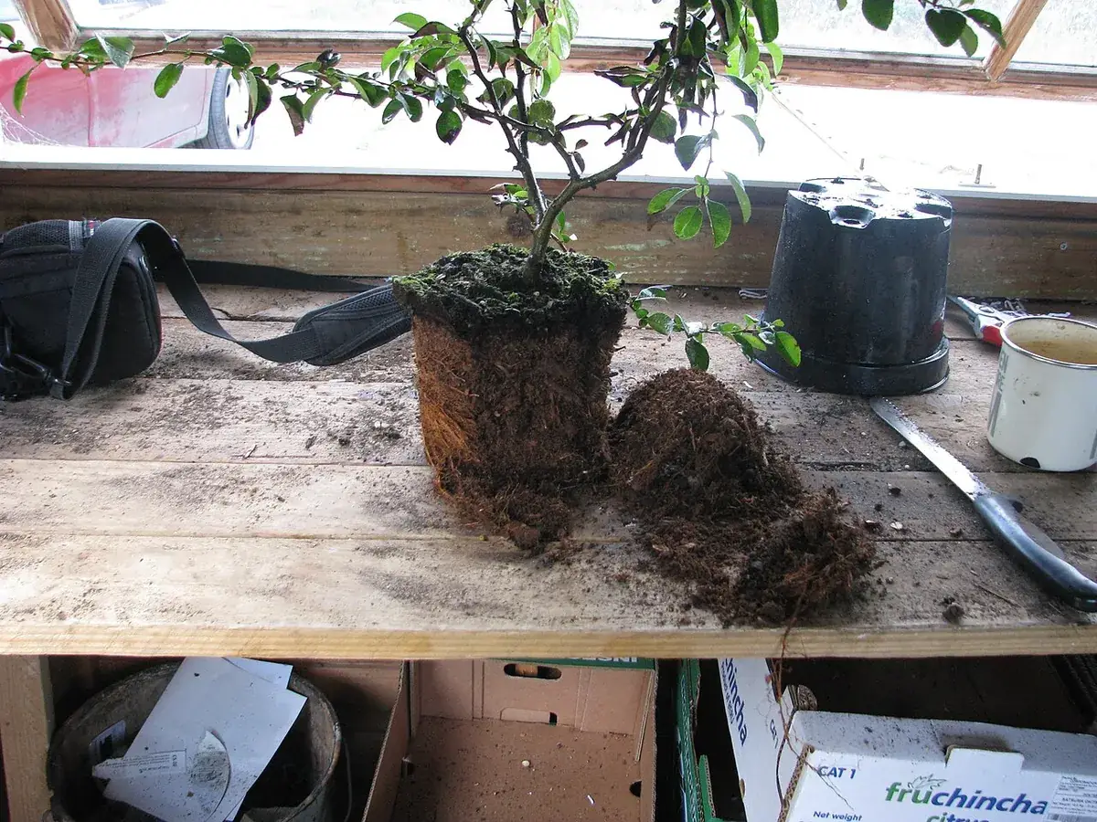 Plantenvoeding en potgrond