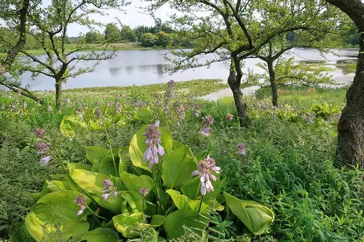 Schaduwtuin inrichten