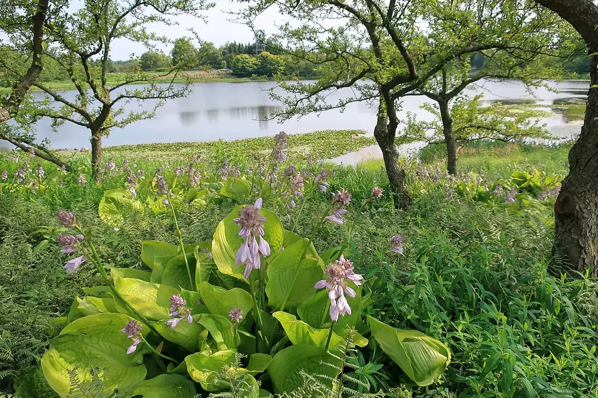 Schaduwtuin inrichten