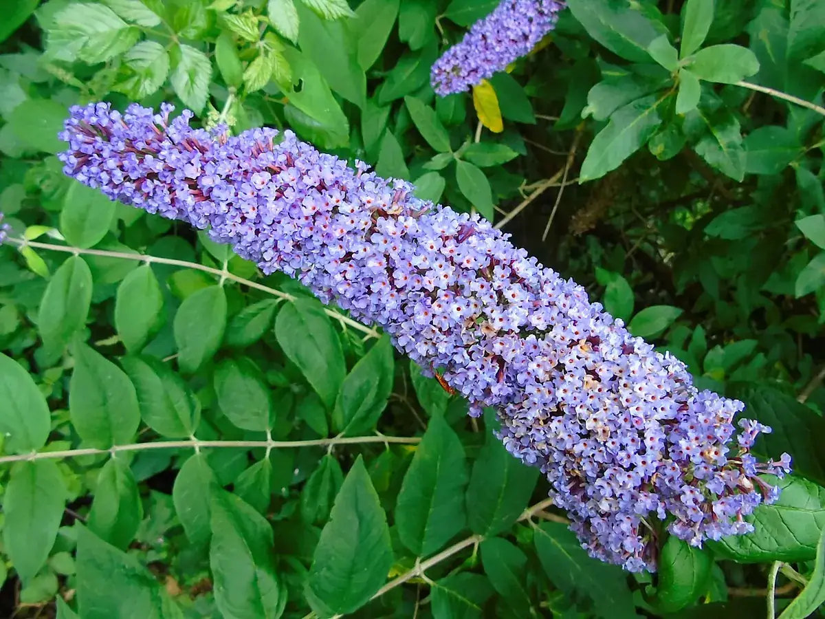 Tuin voor bijen en vlinders