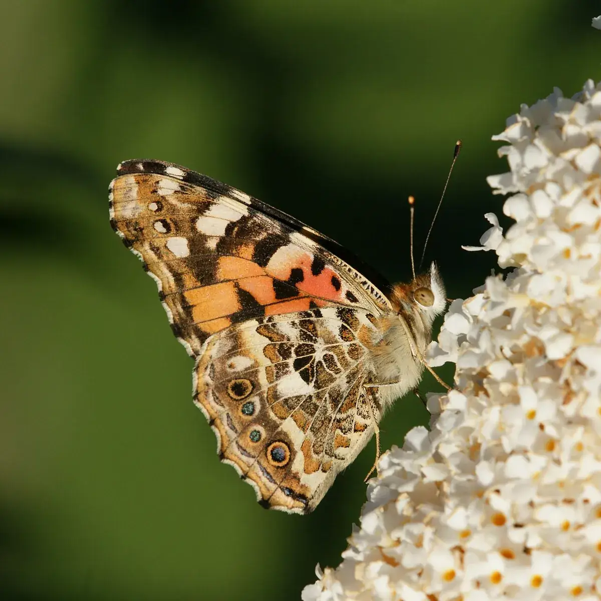 Vlinderstruik – foto