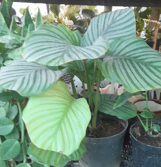 Calathea – foto