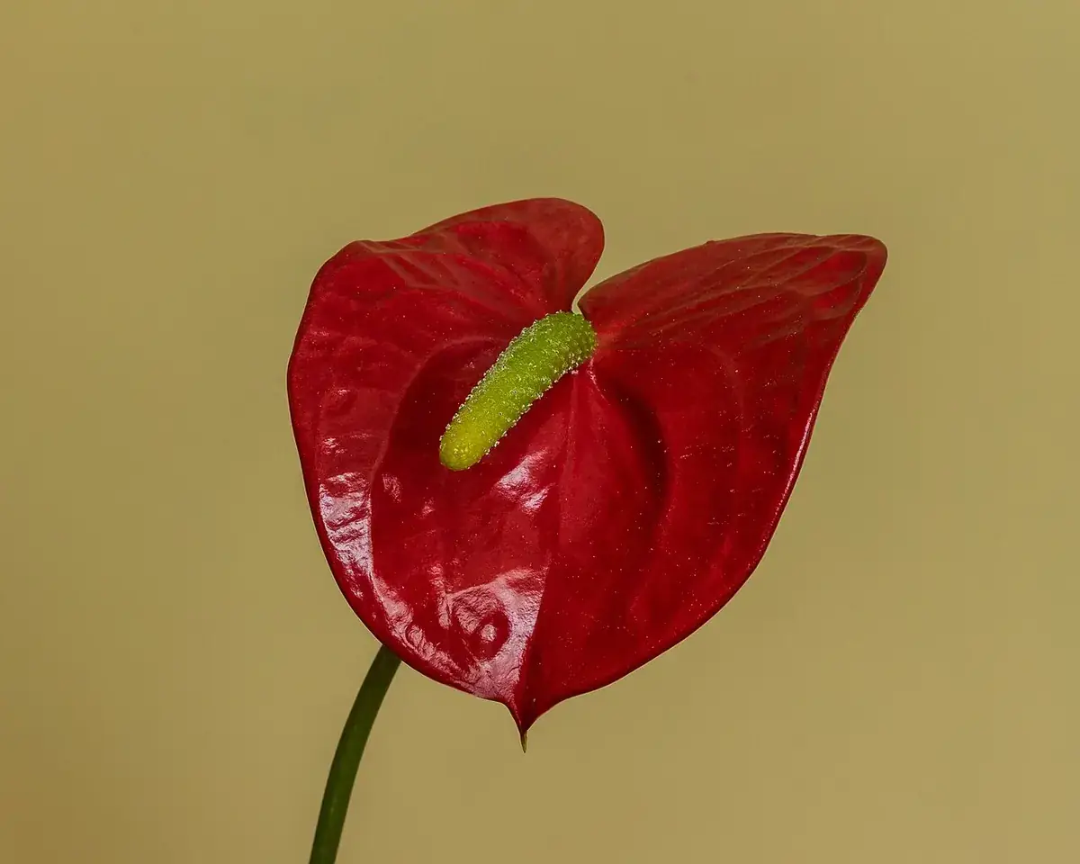 Anthurium – foto