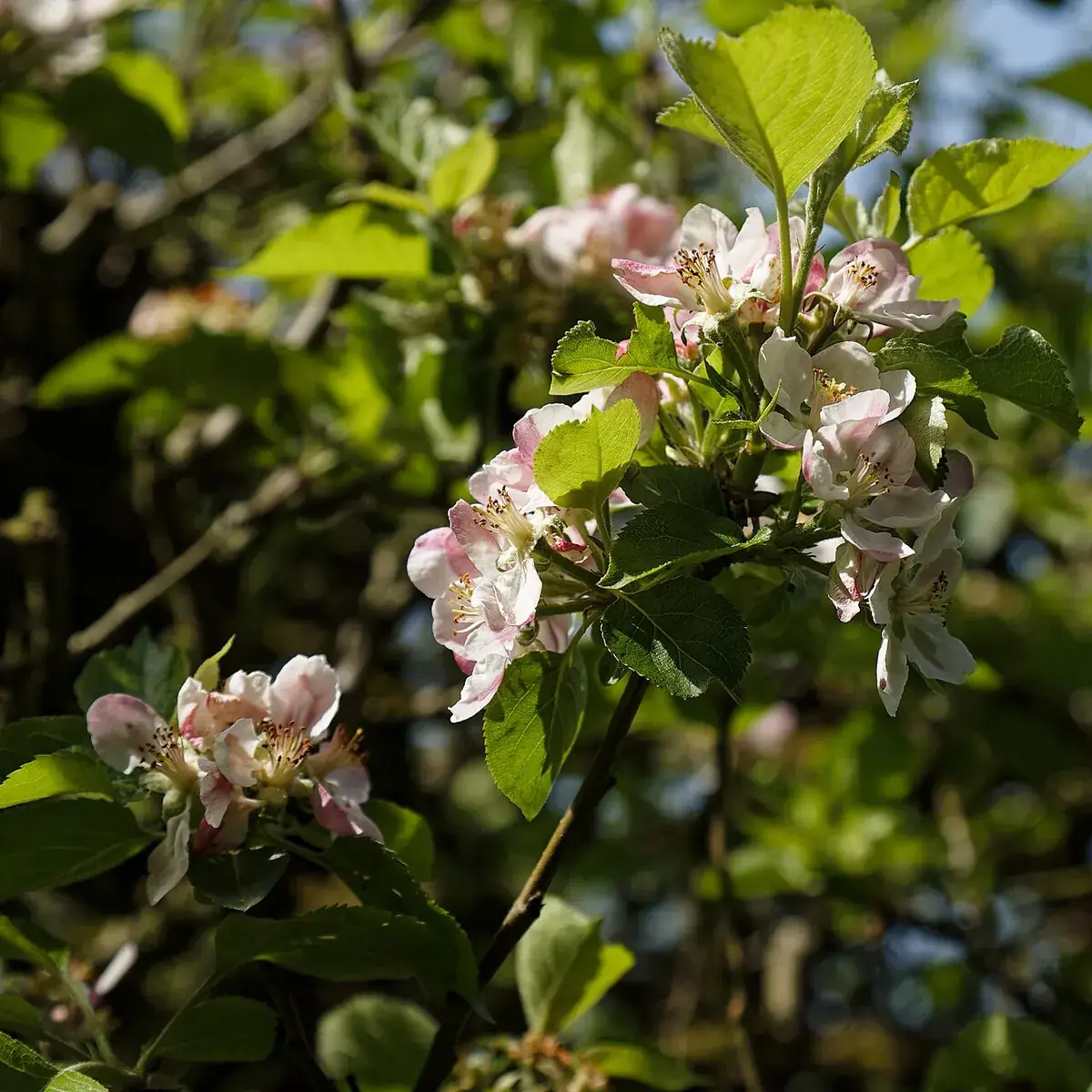 Bomen