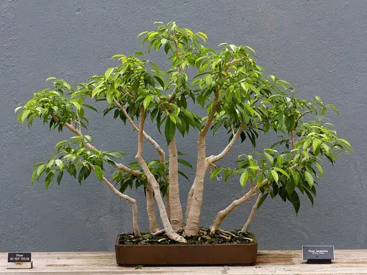Ficus