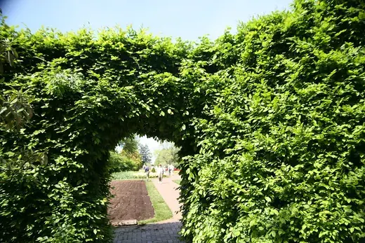 Haagplanten