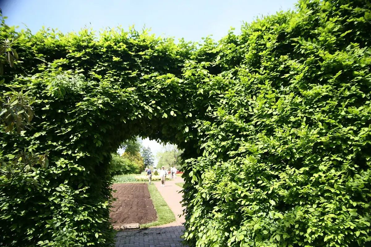 Haagplanten