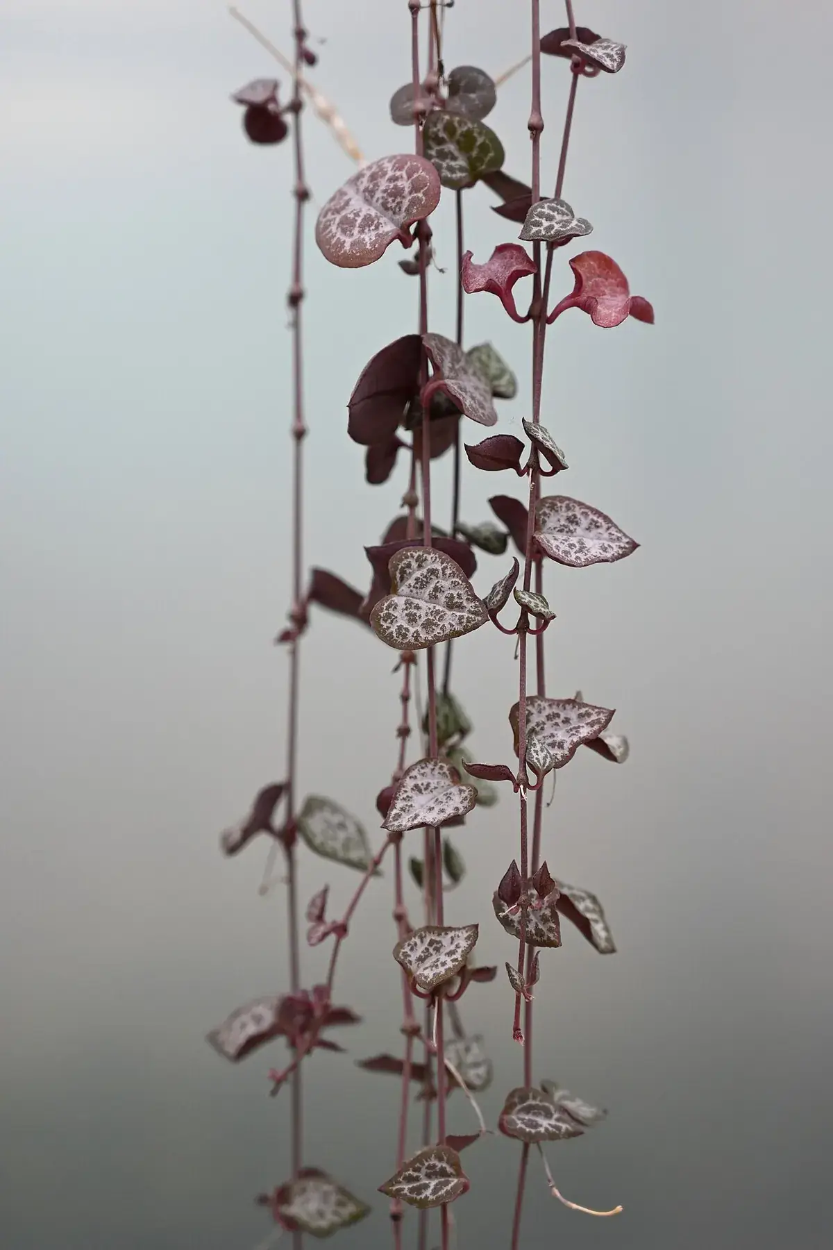 Hang- en klimplanten