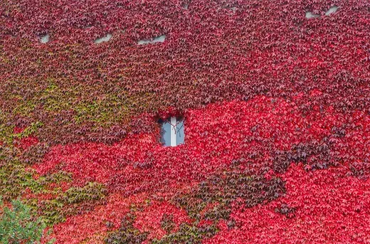 Klimplanten