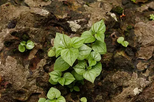 Mini-kamerplanten
