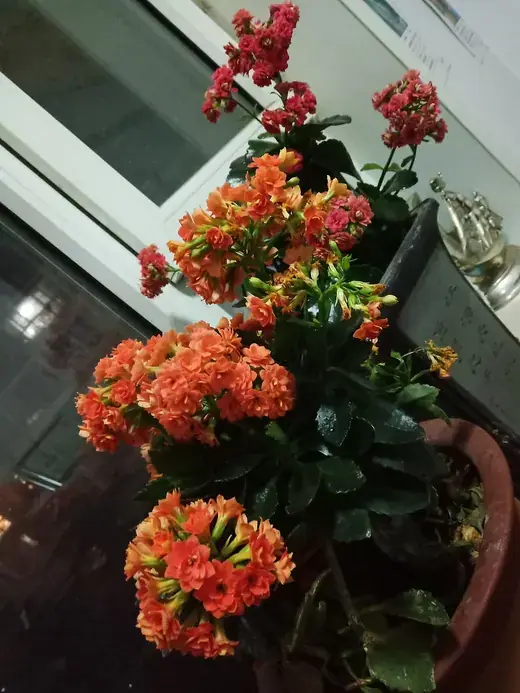 Plantcadeaus