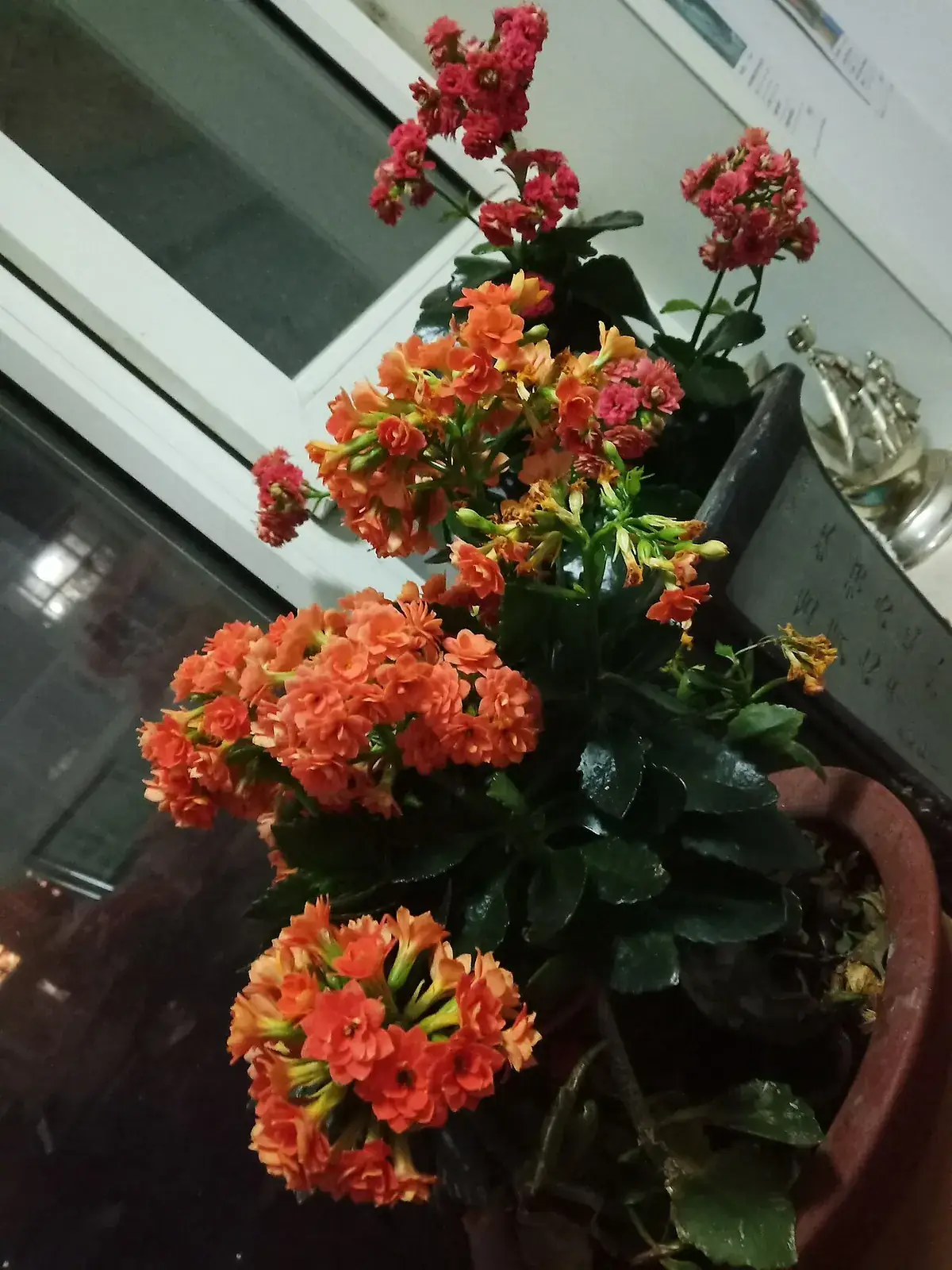 Plantcadeaus