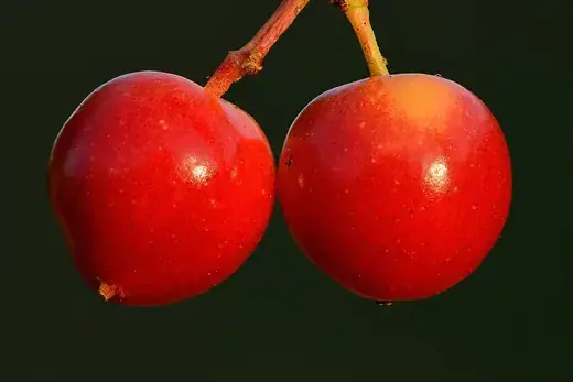 Struiken & heesters