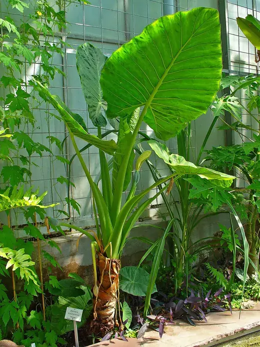 Tropische bladplanten