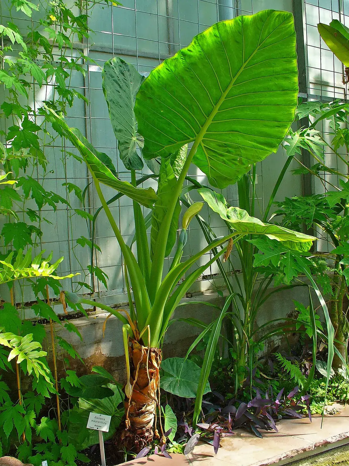 Tropische bladplanten