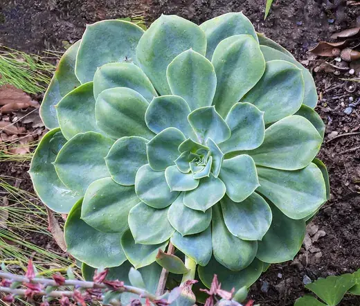 Vetplanten & cactussen