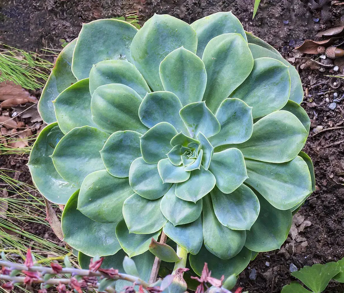 Vetplanten & cactussen