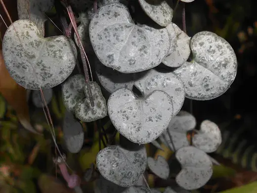 Ceropegia woodii – foto