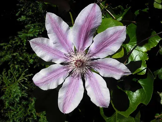 Clematis – foto