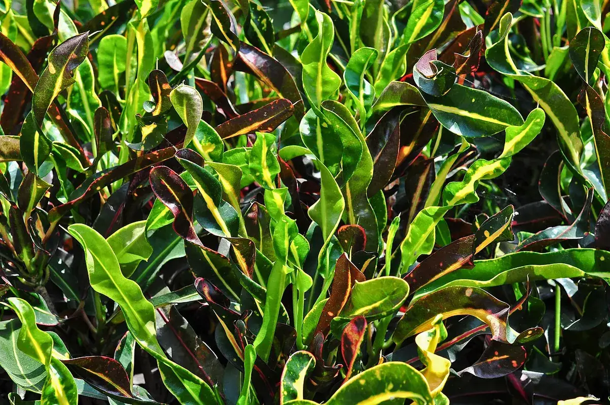 Croton – foto