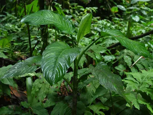 Dieffenbachia – foto