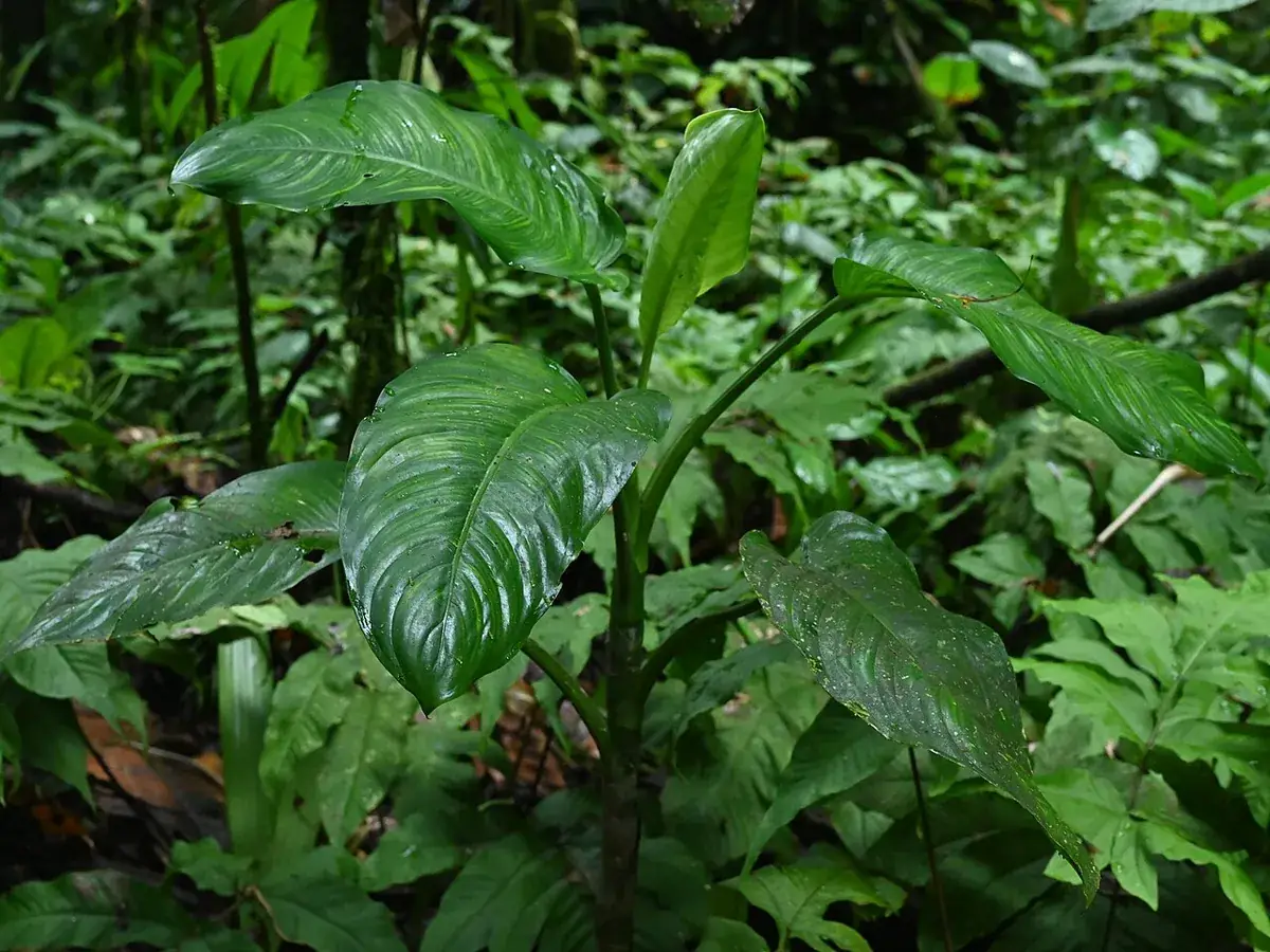 Dieffenbachia – foto