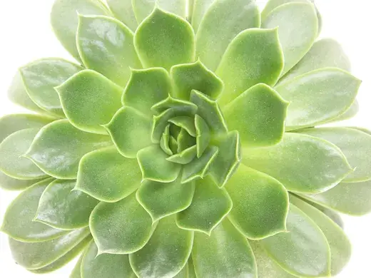 Echeveria – foto